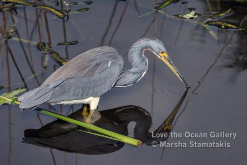 Heron Love